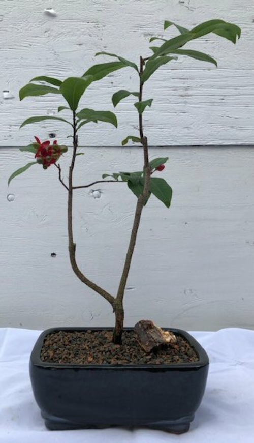 Flowering Mickey Mouse Bonsai Tree (ochna serrulata)