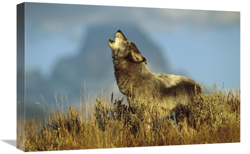 Global Gallery GCS-453315-1624-142 16 x 24 in. Timber Wolf Adult Howli