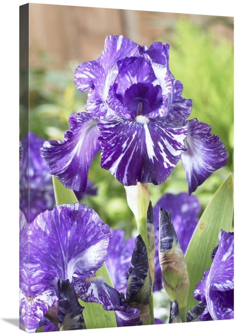 Global Gallery GCS-398370-2030-142 20 x 30 in. Bearded Iris Batik Vari