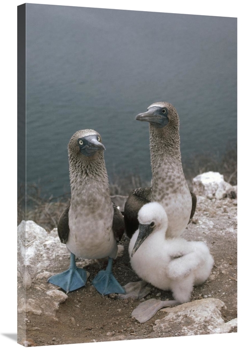 Global Gallery GCS-451097-2436-142 24 x 36 in. Blue-Footed Booby Paren