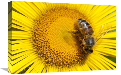 Global Gallery GCS-395413-1624-142 16 x 24 in. Bee on Alpine Sunflower