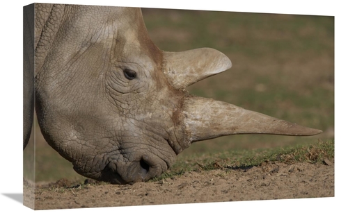 16 x 24 in. Northern White Rhinoceros Grazing, Native to Africa Ar