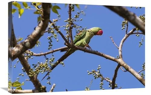 Global Gallery GCS-453633-2030-142 20 x 30 in. Alexandrine Parakeet&#4