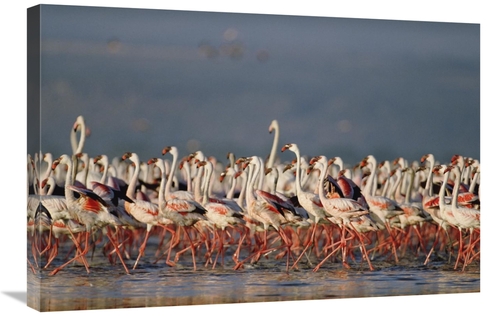 Global Gallery GCS-395929-2030-142 20 x 30 in. Greater Flamingo & Less