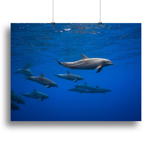 Dolphins Canvas Print or Poster