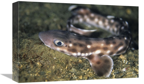 Global Gallery GCS-397675-1218-142 12 x 18 in. Coral Catshark, Lem