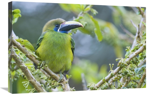 Global Gallery GCS-397263-2030-142 20 x 30 in. Emerald Toucanet, C