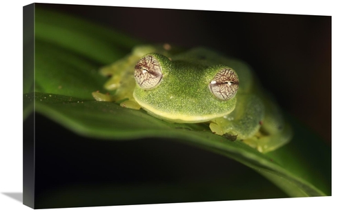 Global Gallery GCS-398089-1624-142 16 x 24 in. Glass Frog, Sierra 