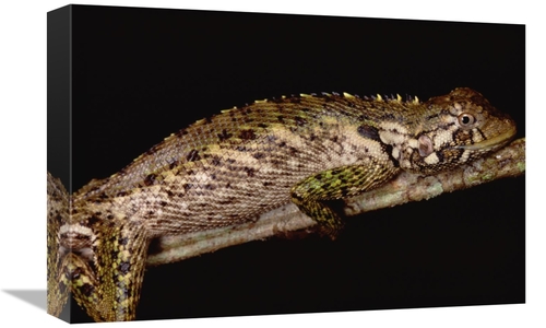 Global Gallery GCS-451020-1218-142 12 x 18 in. Iguanid Lizard Portrait