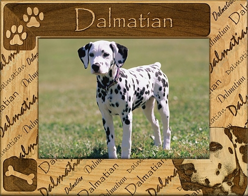 Giftworks Plus DBA0065 Dalmatian- Alder Wood Frame- 5 x 7 In