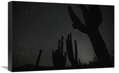 Global Gallery GCS-398113-1624-142 16 x 24 in. Cardon Cacti by Night w