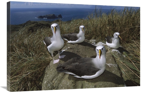 Global Gallery GCS-451794-2436-142 24 x 36 in. Yellow-Nosed Albatross 