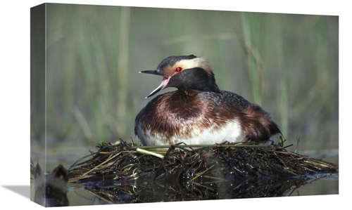 Global Gallery GCS-451976-1218-142 12 x 18 in. Horned Grebe Parent Cal