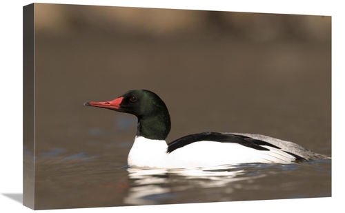 Global Gallery GCS-397409-1624-142 16 x 24 in. Common Merganser Male S