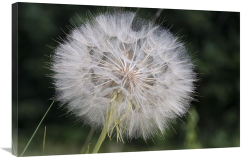 Global Gallery GCS-395453-2436-142 24 x 36 in. Dandelion Seed Head&#44