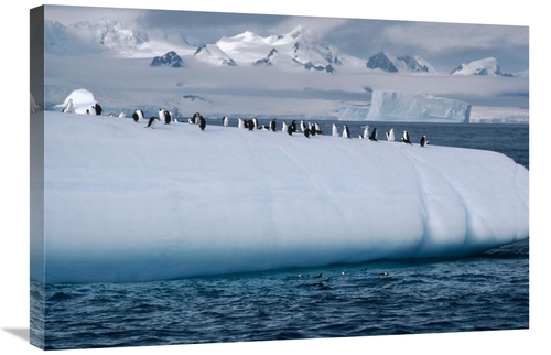 Global Gallery GCS-450636-2030-142 20 x 30 in. Chinstrap Penguin Group