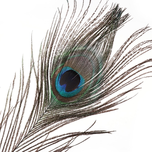 10PCS 25 30cm Natural peacock feather Diy  Gifts