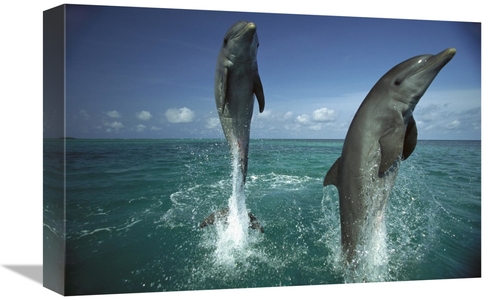 Global Gallery GCS-398493-1218-142 12 x 18 in. Bottlenose Dolphin Pair