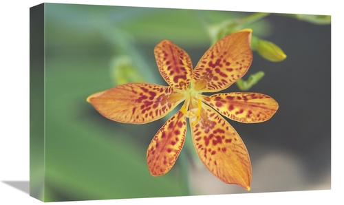 Global Gallery GCS-398338-1218-142 12 x 18 in. Blackberry Lily Flower 