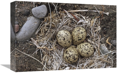 Global Gallery GCS-451893-1218-142 12 x 18 in. Semipalmated Plover Egg