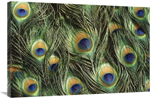 Global Gallery GCS-395767-2436-142 24 x 36 in. Indian Peafowl Display 