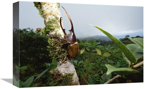 Global Gallery GCS-451018-1218-142 12 x 18 in. Hercules Scarab Beetle 