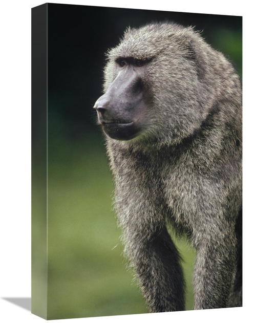 Global Gallery GCS-452819-1218-142 12 x 18 in. Olive Baboon Male Portr