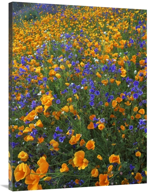 Global Gallery GCS-452256-3040-142 30 x 40 in. California Poppy & Dese