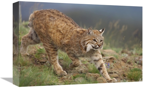 Global Gallery GCS-395986-1218-142 12 x 18 in. Bobcat Stalking, No