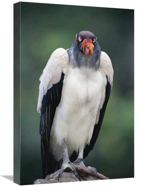 Global Gallery GCS-451221-1624-142 16 x 24 in. King Vulture Portrait&#