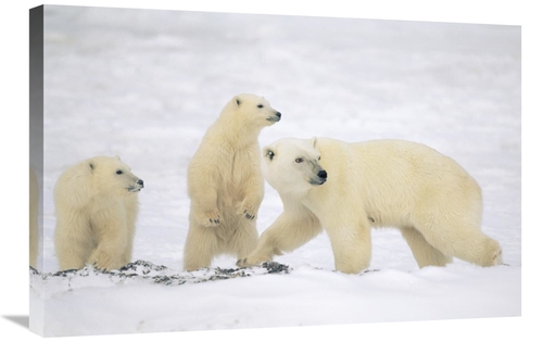Global Gallery GCS-452507-2030-142 20 x 30 in. Polar Bear Mother with 