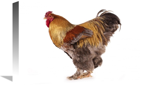 Global Gallery GCS-397522-1218-142 12 x 18 in. Domestic Chicken, P