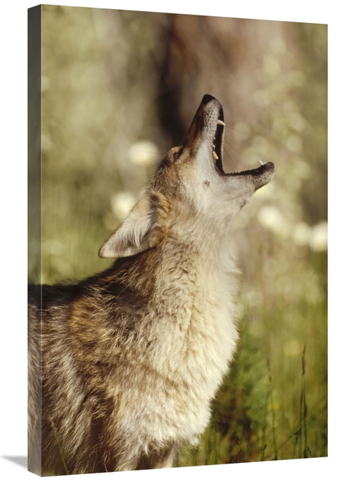 Global Gallery GCS-451963-2030-142 20 x 30 in. Coyote Adult Howling&#4