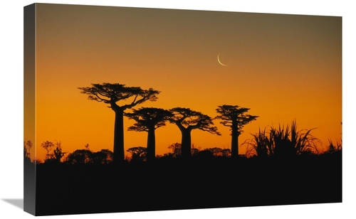 Global Gallery GCS-452650-1624-142 16 x 24 in. Grandidiers Baobab Tree