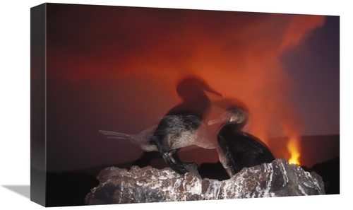 Global Gallery GCS-451276-1218-142 12 x 18 in. Flightless Cormorants A