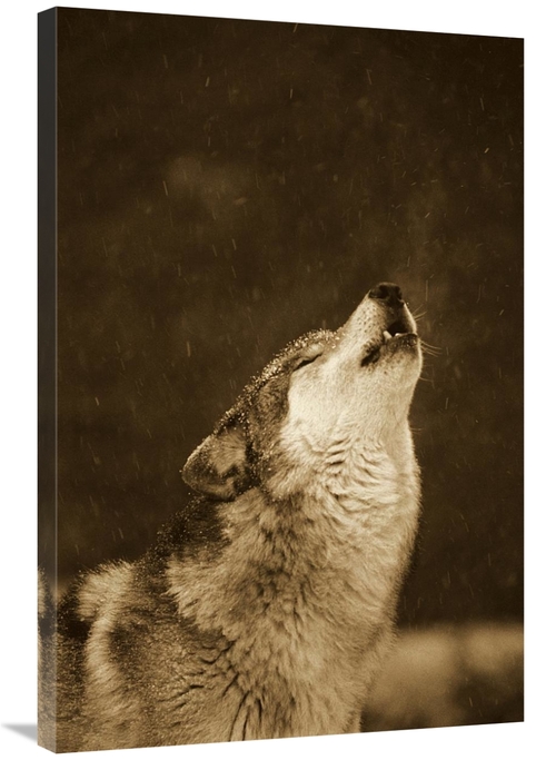 Global Gallery GCS-453715-2436-142 24 x 36 in. Timber Wolf Howling&#44