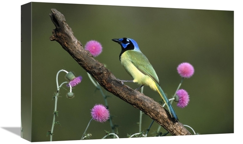 Global Gallery GCS-453286-1218-142 12 x 18 in. Green Jay Perching,