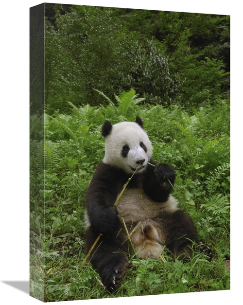 Global Gallery GCS-397883-1218-142 12 x 18 in. Giant Panda Sitting in 