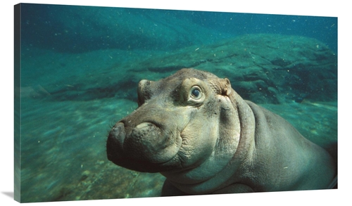 Global Gallery GCS-450851-44-142 44 in. East African River Hippopotamu