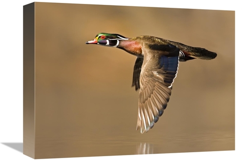 Global Gallery GCS-397365-1216-142 12 x 16 in. Wood Duck Male Flying&#