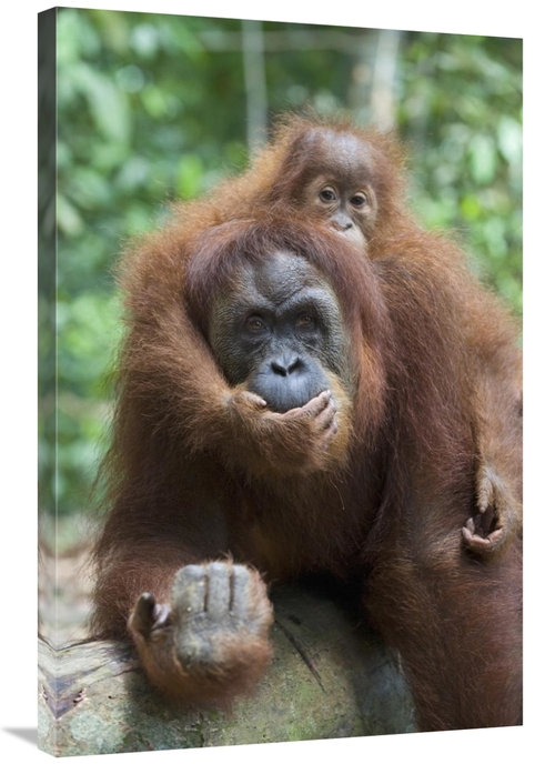 Global Gallery GCS-395870-2436-142 24 x 36 in. Sumatran Orangutan Moth