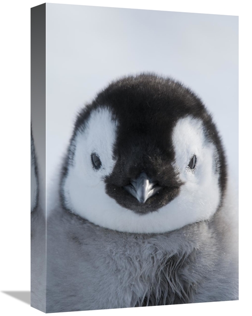 Global Gallery GCS-395611-1218-142 12 x 18 in. Emperor Penguin Chick&#