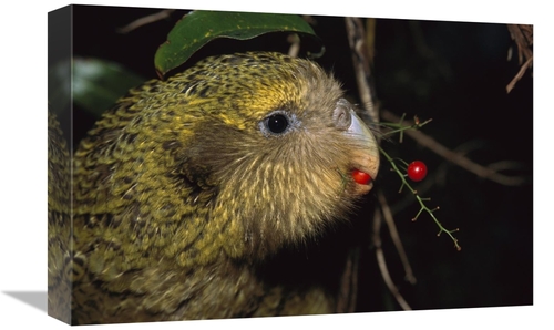 Global Gallery GCS-451745-1218-142 12 x 18 in. Kakapo Feeding on Suppl