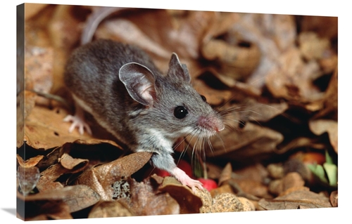 Global Gallery GCS-452876-2436-142 24 x 36 in. Deer Mouse, North &