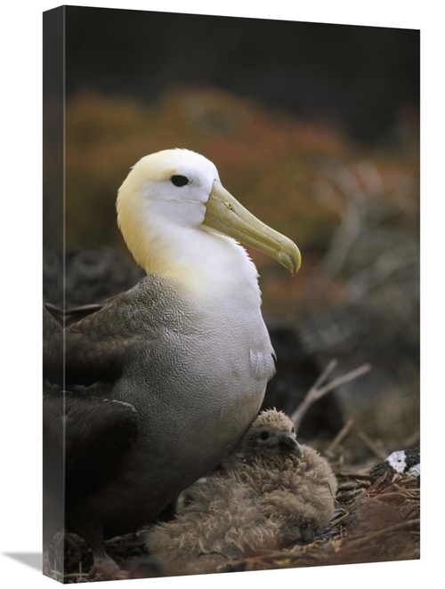 Global Gallery GCS-451406-1624-142 16 x 24 in. Waved Albatross Guardin