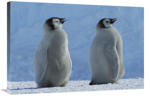 Global Gallery GCS-451735-2436-142 24 x 36 in. Emperor Penguin Chicks 