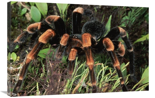 Global Gallery GCS-397241-2436-142 24 x 36 in. Red-Kneed Tarantula Clo