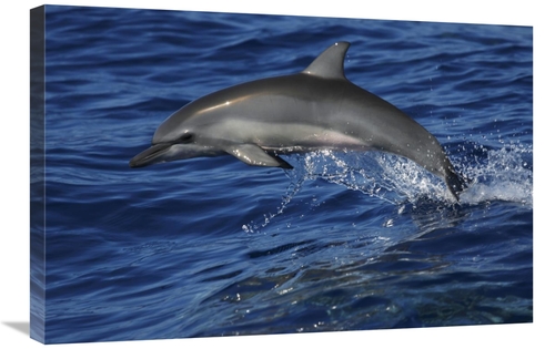 Global Gallery GCS-453579-2030-142 20 x 30 in. Spinner Dolphin Jumping