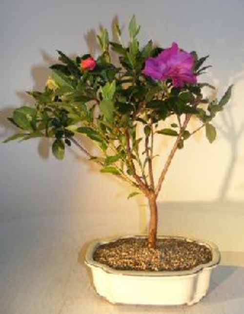 Flowering Tropical Purple Formosa Azalea Bonsai Tree (azalea indica