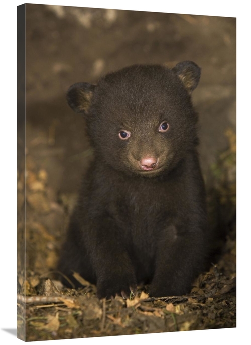 Global Gallery GCS-395803-2436-142 24 x 36 in. Black Bear 7 Week Old C
